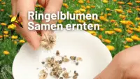 Ringelblumensamen ernten