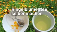 Ringelblumentee selber machen