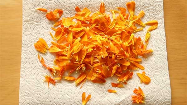 Ringelblumenblätter für Tee trocknen