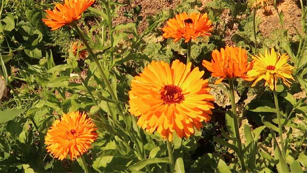 Ringelblumenblüten