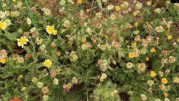 Ringelblumensamen