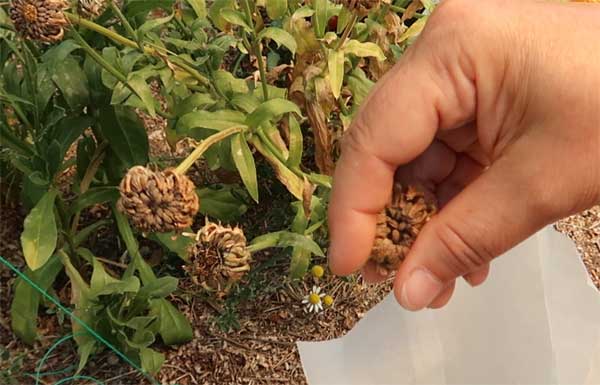 Ringelblumensamen ernten