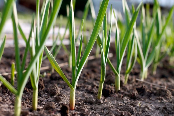 Knoblauch stecken Abstand