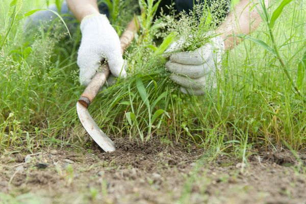 Vorbereitung des Knoblauchbeets