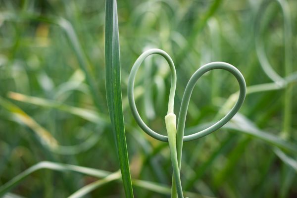 Knoblauchblüten schneiden