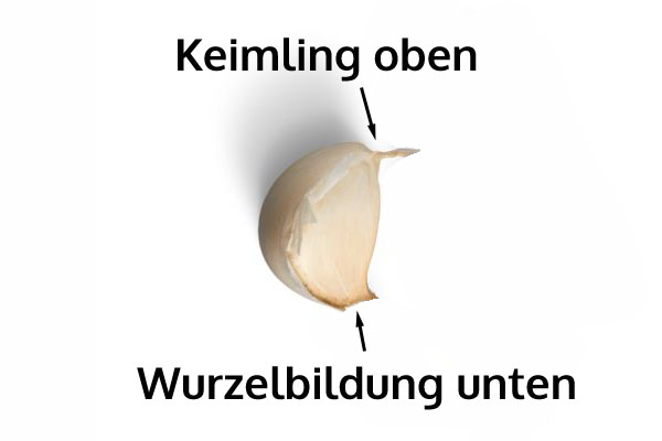 Wuchsrichtung von Knoblauch