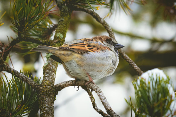 Einheimische Vögel im Winter füttern