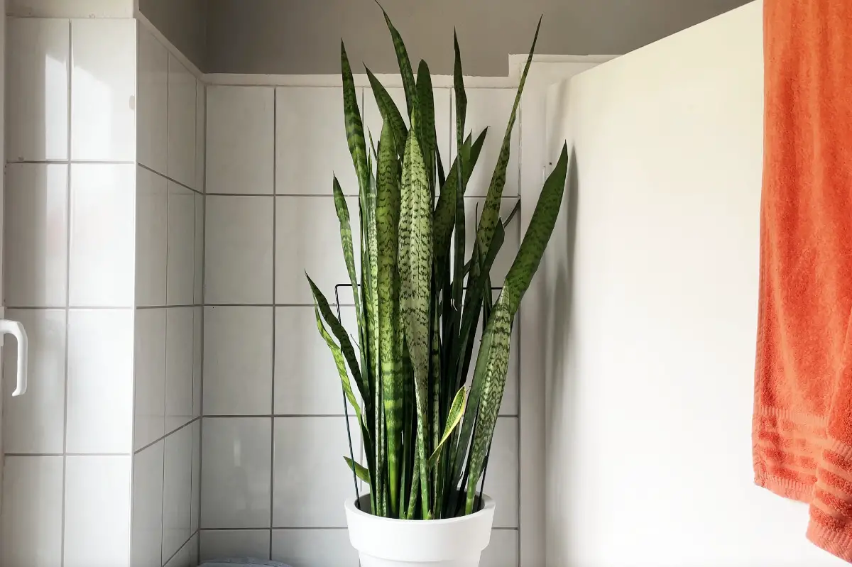 Bogenhanf Standort Schlafzimmer oder Badezimmer? Philognosie