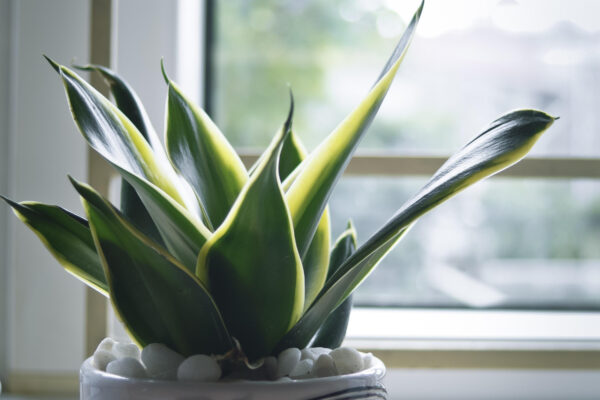 Bogenhanf Standort Sansevieria