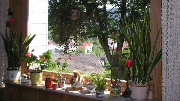 Bogenhanf auf der Fensterbank
