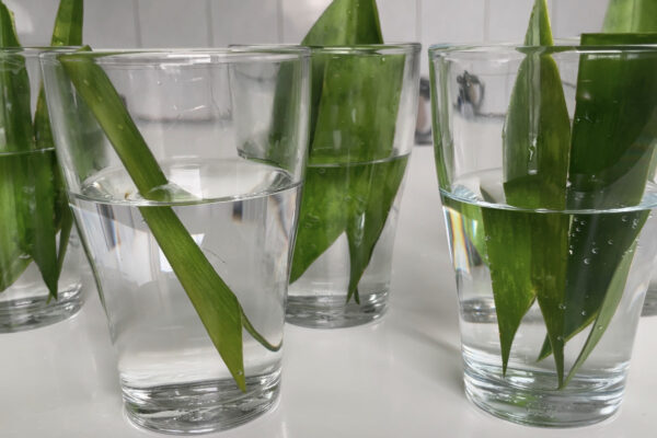 Bogenhanf vermehren in Wasser Ableger und Stecklinge Philognosie