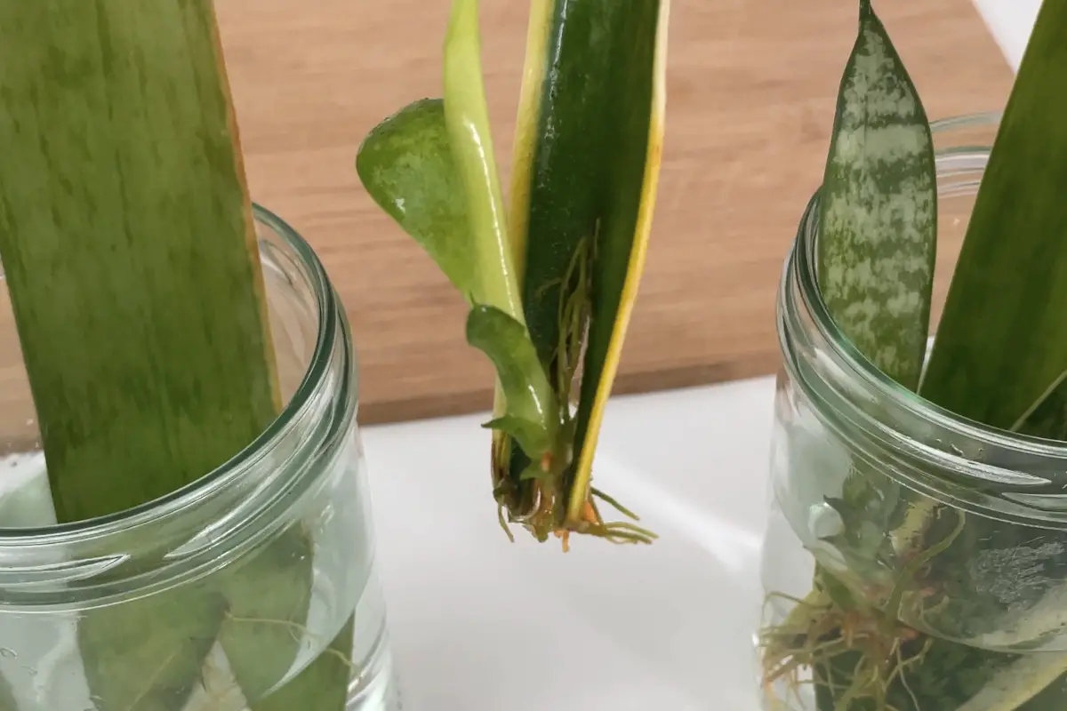 Bogenhanf vermehren in Wasser Ableger und Stecklinge Philognosie