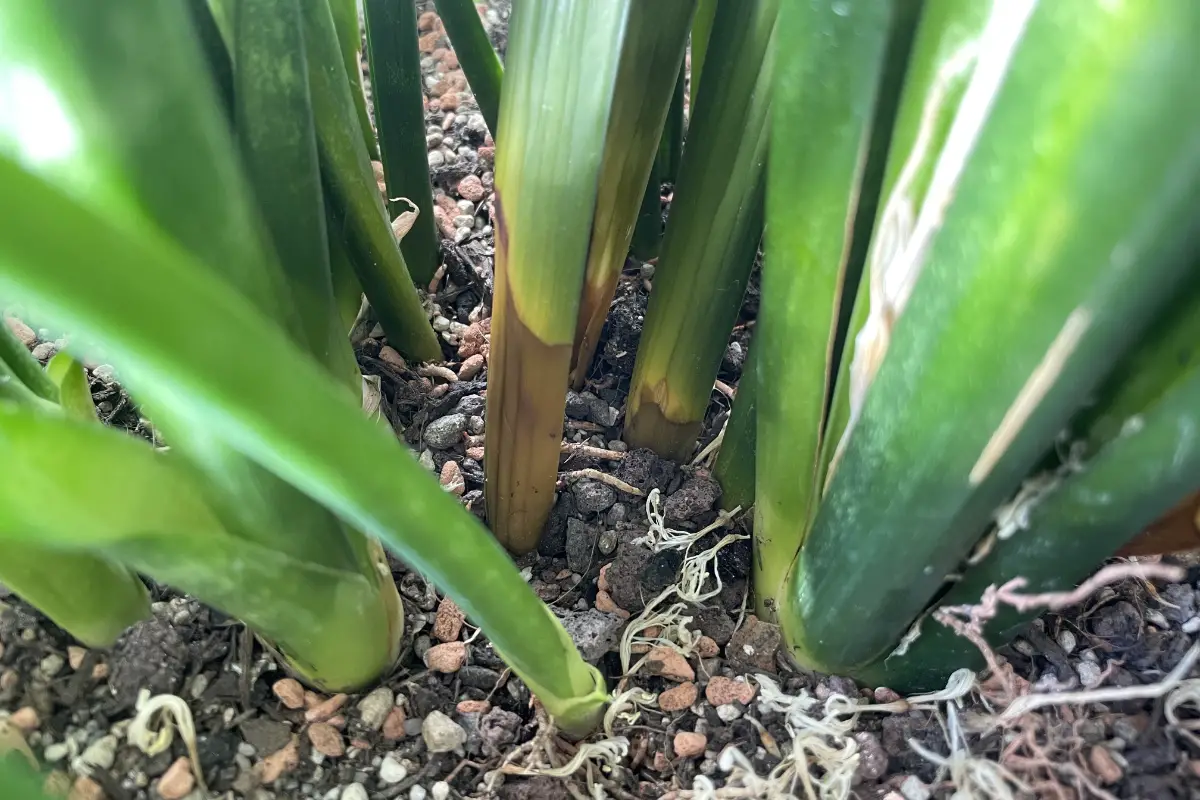 sansevieria silver queen Shop 'Moonshine Snake Plant - Sansevieria moonshine' Care and Info main image 1