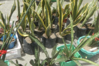 Sanseviera Snake plants, Schlangenpflanze