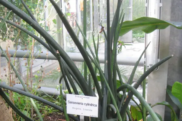 Sansevieria cylindrica