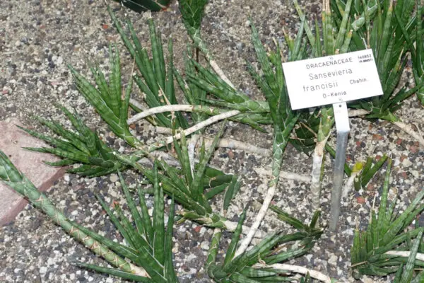 Sansevieria francisii