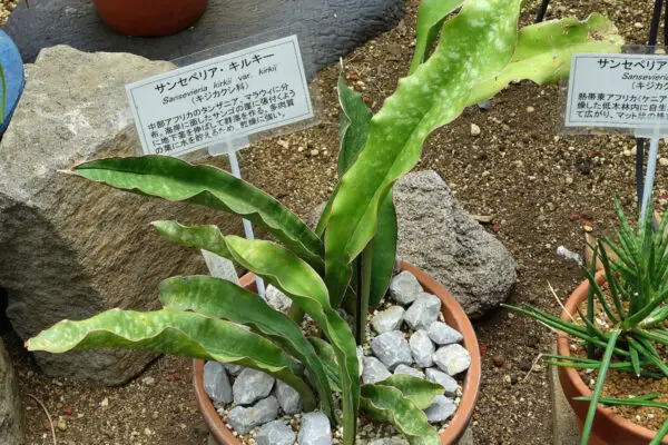 Sansevieria kirkii