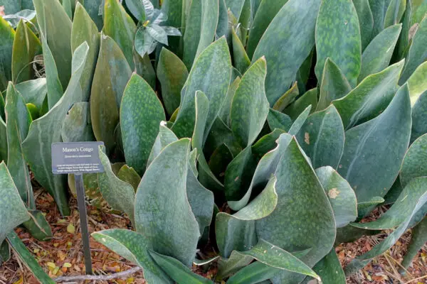 Sansevieria masoniana