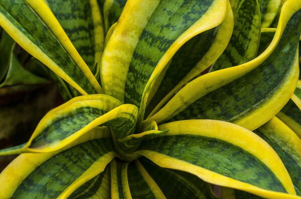 Sansevieria trifasciata Golden Flame