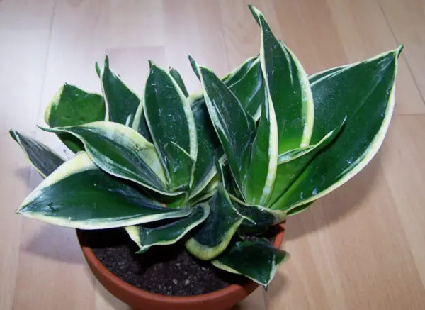 Sansevieria trifasciata Hahnii-Super-Marginata