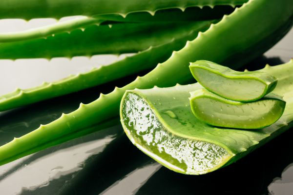 Aloe Vera Blätter