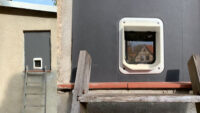 Katzenklappe mit Wärmedämmung in Fenster einklemmen