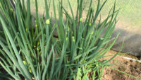 Lauchzwiebeln pflanzen pflegen ernten