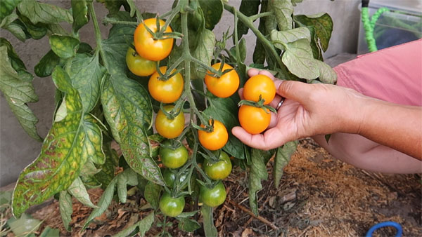 Dorade Cocktailtomate