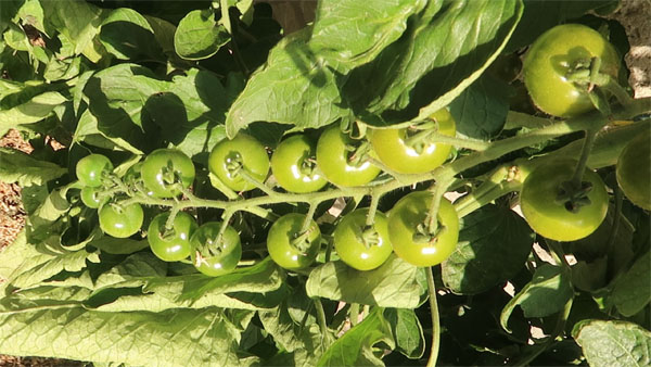 Cocktailtomate Green Doctors