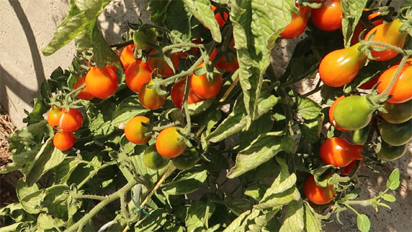 Cocktailtomate Sibirisches Birnchen